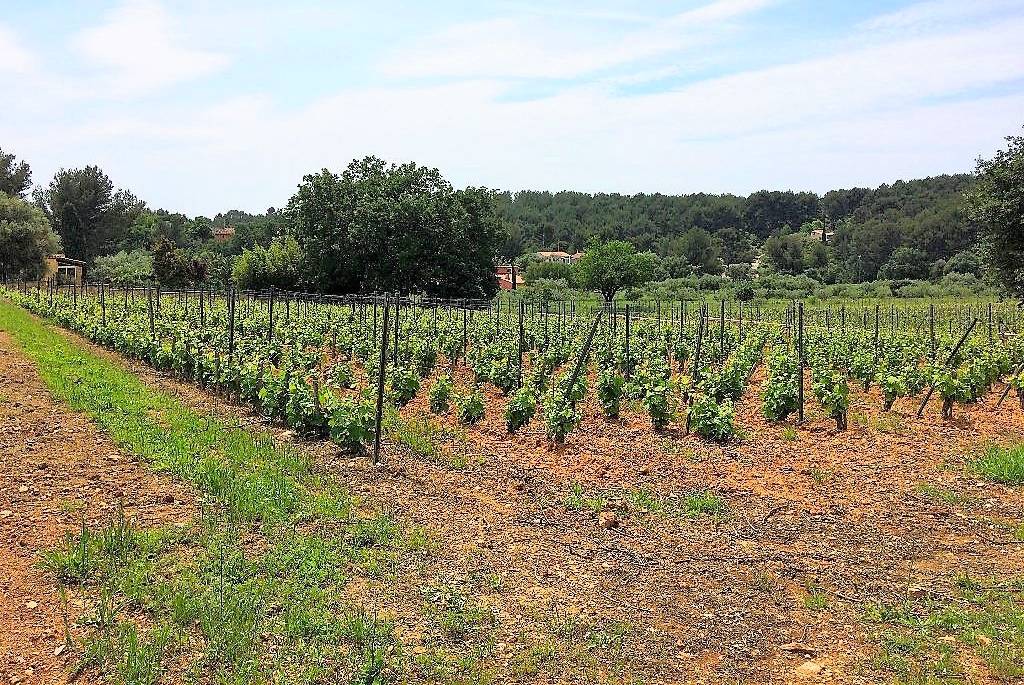 Terrain planté de vignes classées en AOC Bandol
